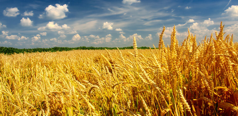 Posición de la Cámara de Industriales Molineros sobre el Fideicomiso para el trigo