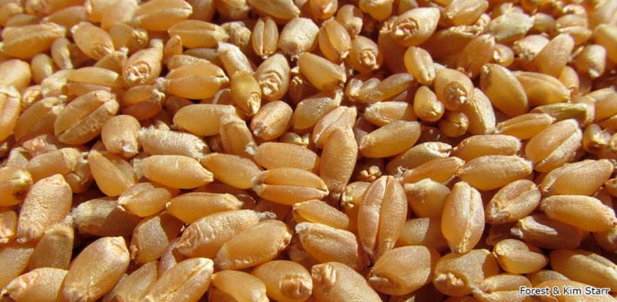 Norma XXVIII - De calidad para la comercialización de Trigo Blando