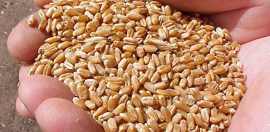 Norma XXI de calidad para la comercialización de Trigo Fideo