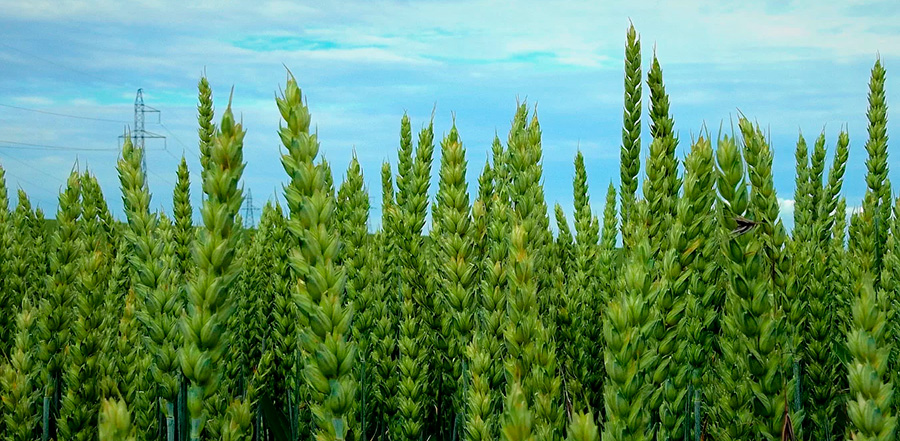 Norma XXI de calidad para la comercialización de Trigo Forrajero