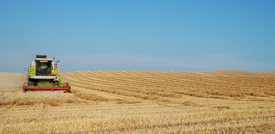 La cosecha de trigo finalizó con récord de rindes y producción