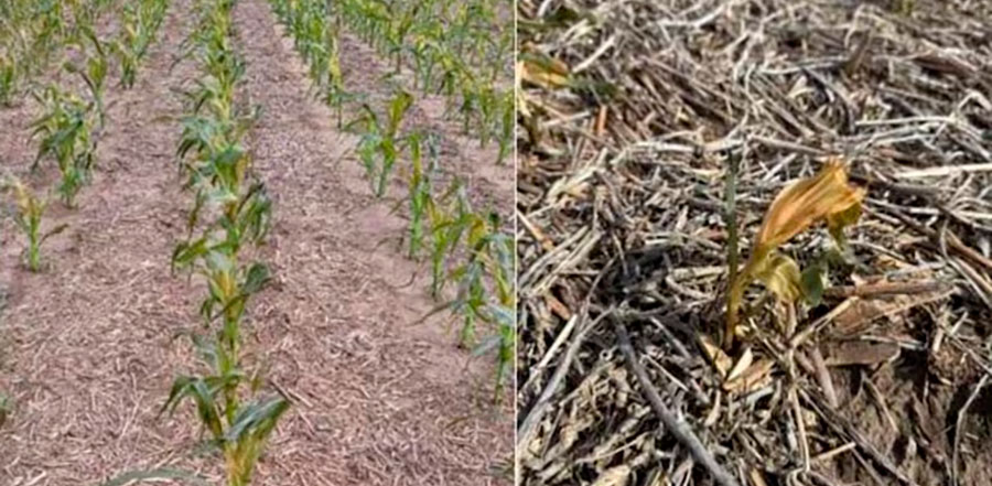 “Zafamos”: en una región el trigo se salvó del frío y se encamina para hacer historia