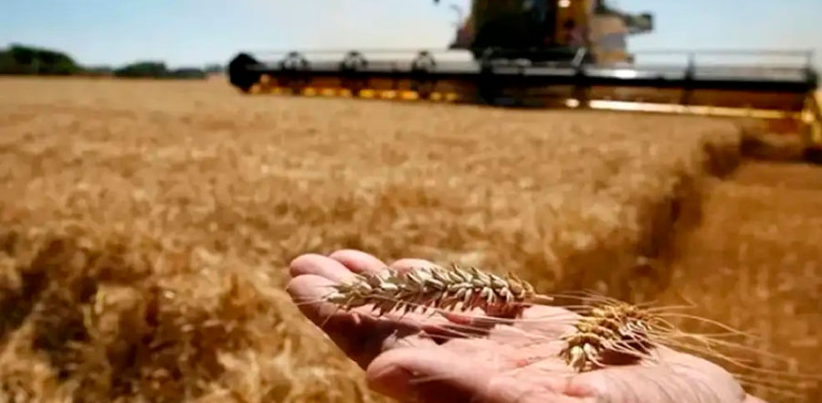El trigo rumbo hacia cosecha récord: “Está trabajando el país por encima de lo presupuestado”