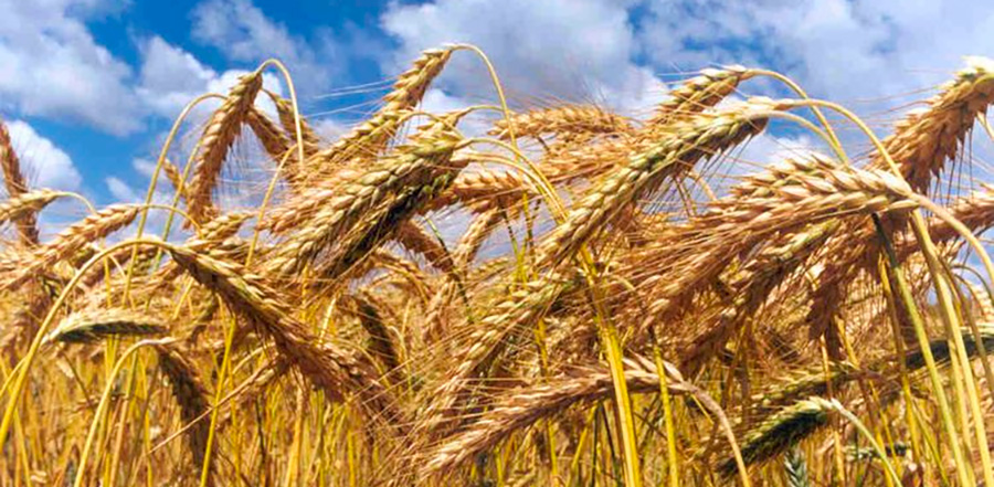 Norma XXVII de calidad para la comercialización de Trigo Plata