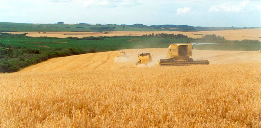 Con buenos rindes, avanza la cosecha de trigo